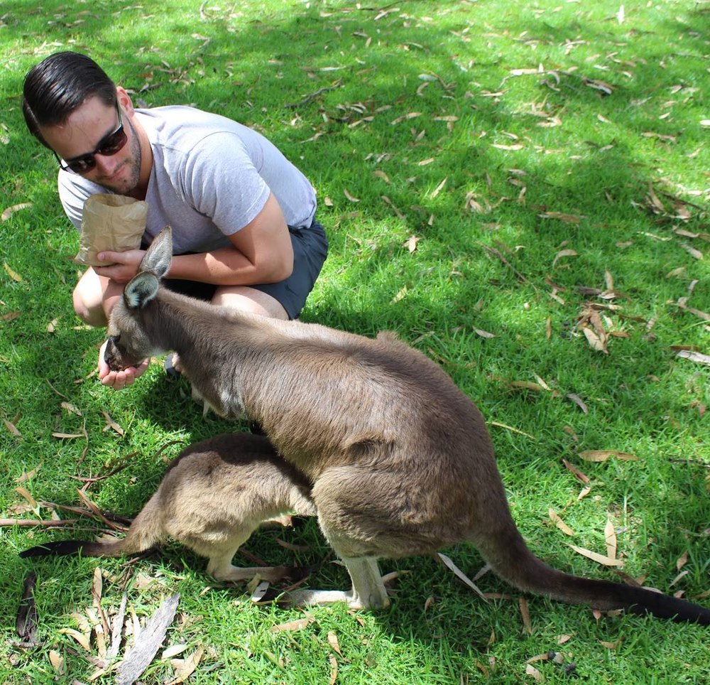 Alex feeding a kangaroo